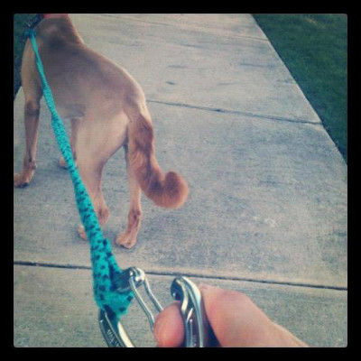 climbing rope dog leash