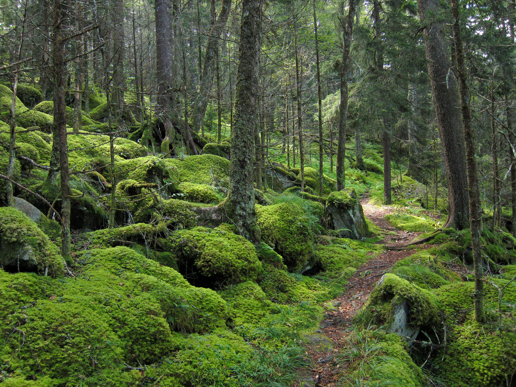 Baxter Creek Trail 11 Great North American Hikes