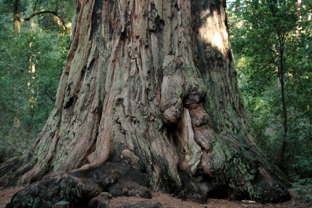 Big Basin Redwoods 11 Great North American Hikes
